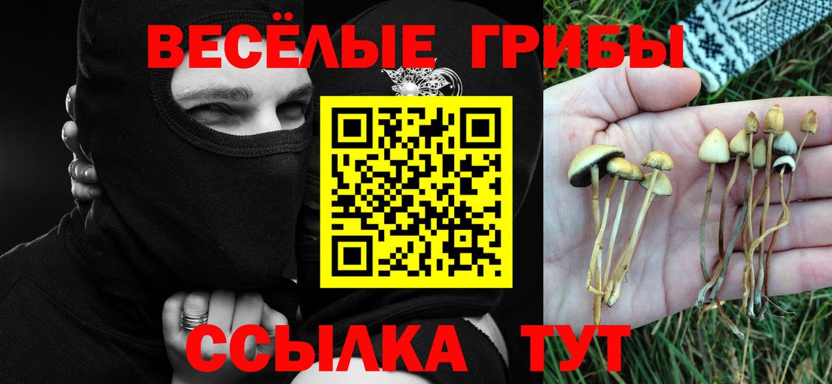 Псилоцибиновые грибы Psilocybine cubensis Кулебаки