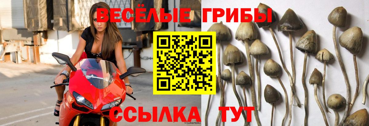 Кулебаки  Галлюциногенные грибы мицелий  Вход с VPN 